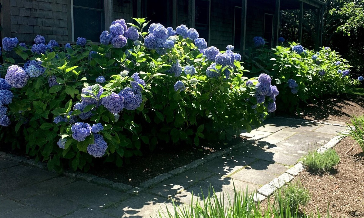 West of Town House | 2 JULY WEEK OPEN - RARE: 5BR Oasis w/Pool & 10 Bikes, Walk to Town