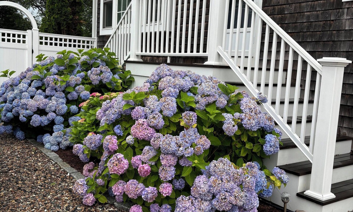 Chatham Cottage | Charming , very private 4 bedroom, 3.5 Bath Cape. Walk to Town & Oyster Pond