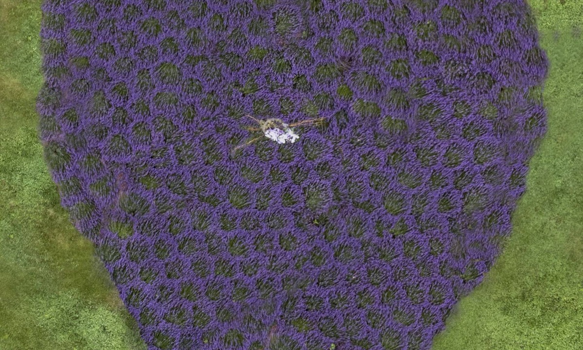 Washington Cottage | Faerie Cottage on a Lavender Farm in the Blue Ridge Mountains