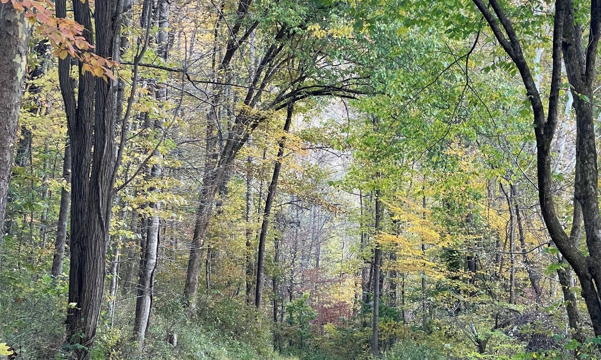Northern House | Peaceful and Spacious mountain retreat. Full of amenities. Off grid yet close.
