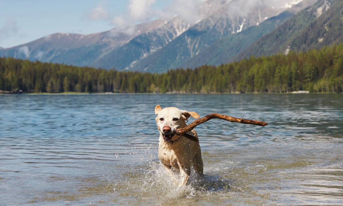 Rexford Cabin | Pet-Friendly Cabin w/Hot Tub near Lake Koocanusa