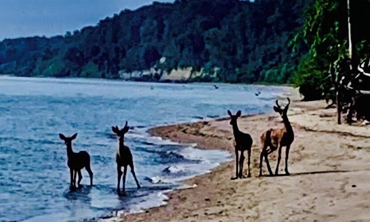 Port Republic House | Private Chesapeake Bay Beach community…love to feel the sand between your toes?