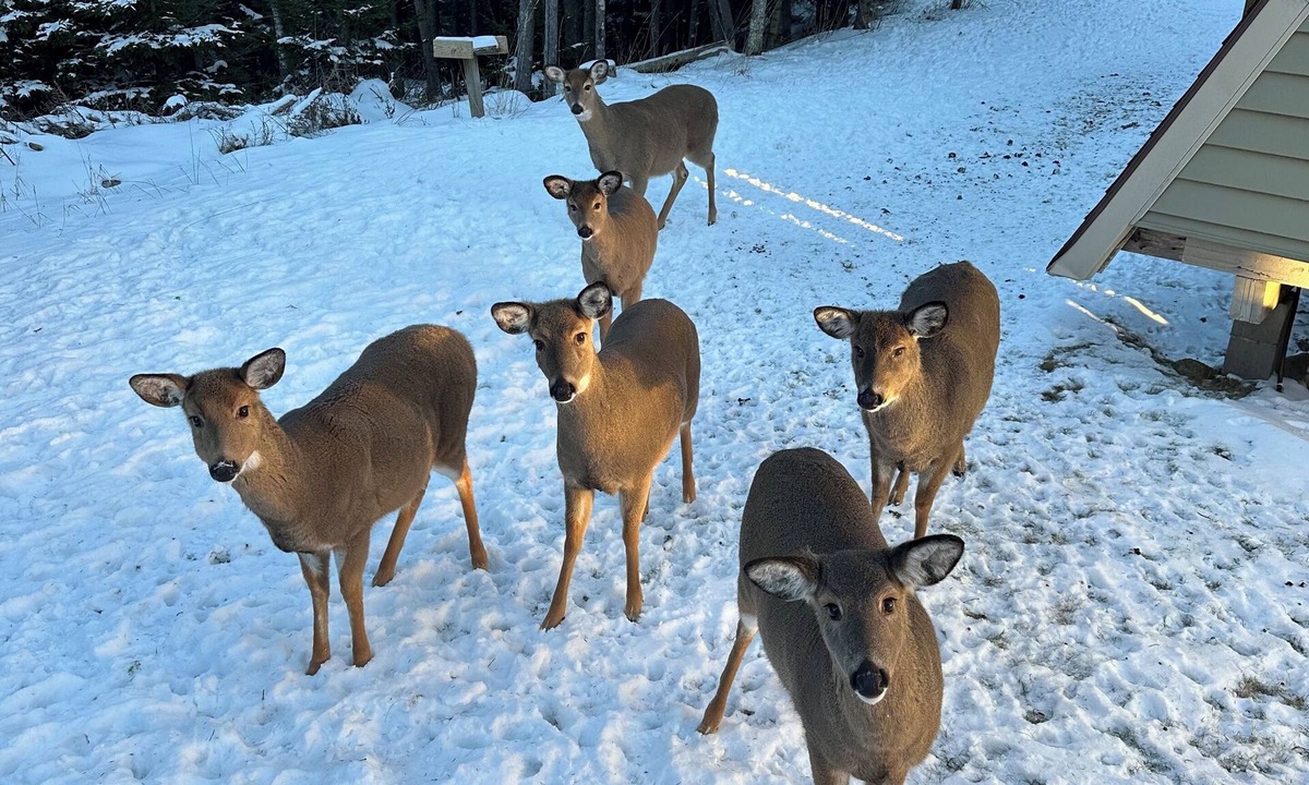 Edray House | Shamrock w2 queen beds. Pet friendly and Ski out. You’ll feel lucky!