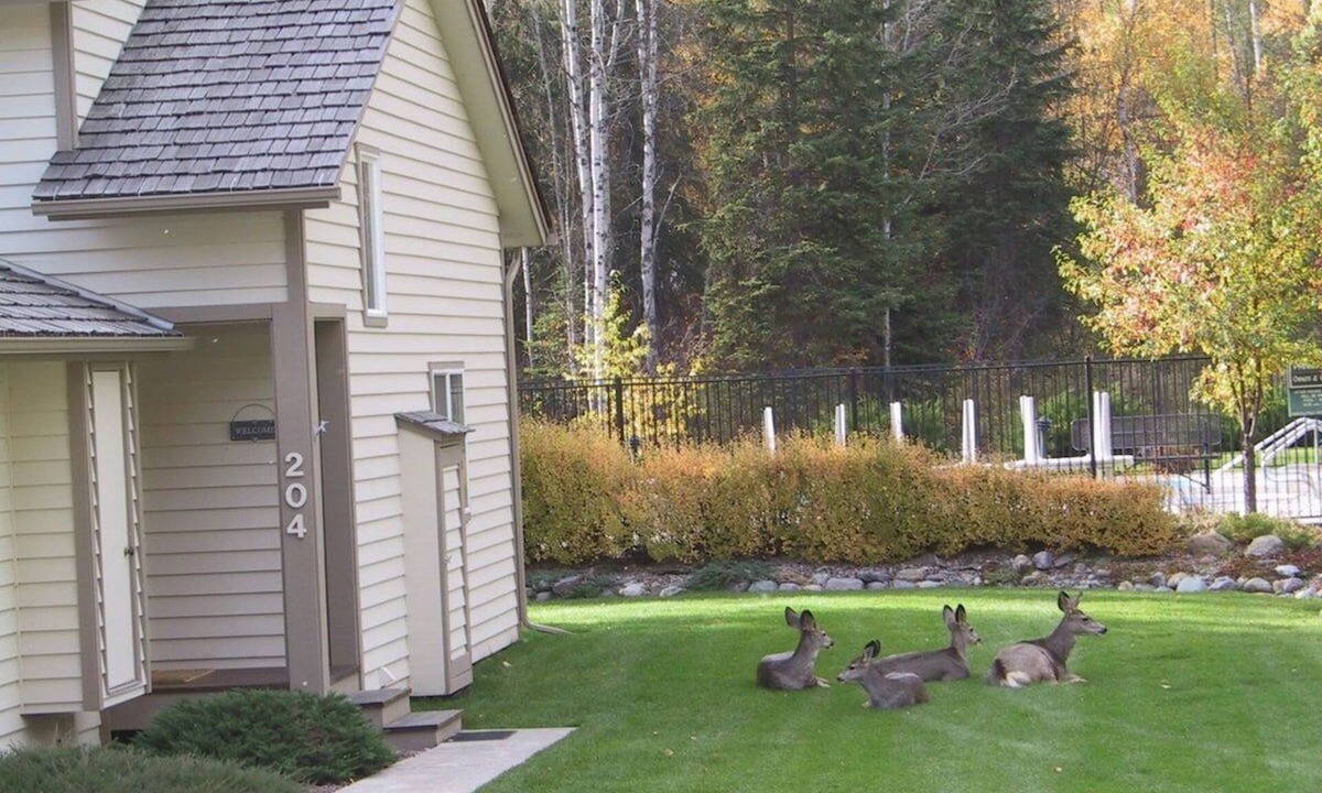 Whitefish Condo | Welcome to Mountain Harbor 204- Deer Hollow Loft