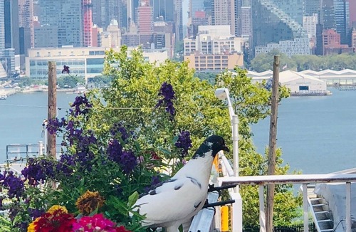 Weehawken Apartment | 10m to NYC: 25ft Ceiling Penthouse, Skyline Balcony & "Treehouse" Loft