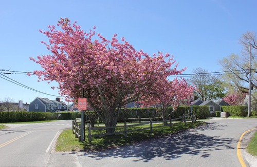 Siasconset House | Beautiful new construction right in the heart of historic Sconset