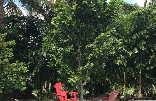 Southwest Coconut Grove House | Grove Bay Bungalow - 2/1 Gated Cottage-Walk to Bay