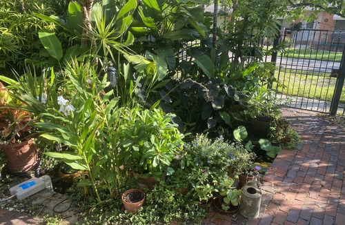 Coconut Grove House | LT PROMO!🐕‍🦺❤💗GROVE HOUSE BIG FENCED YARD Idyllic location-Pets