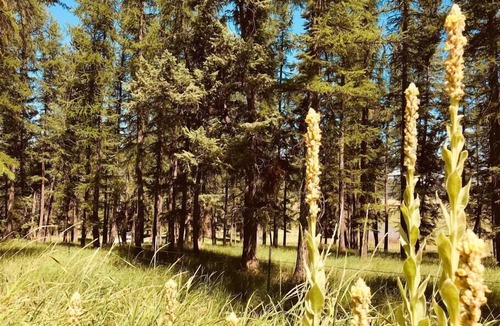 Kila Cabin | Moose Cabin at +WM Ranch Near Glacier Park, Peaceful log cabin in the woods, yet only 20 minutes to .