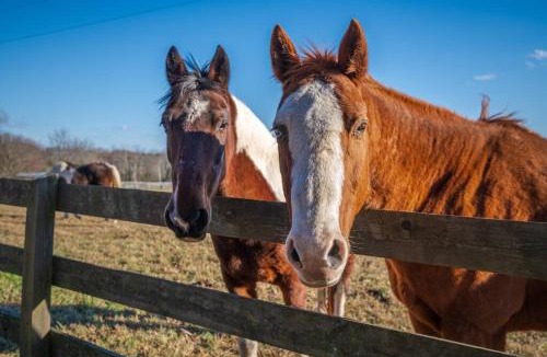 Macon House | Rusmar Farm Equine Country Living n Powhatan VA