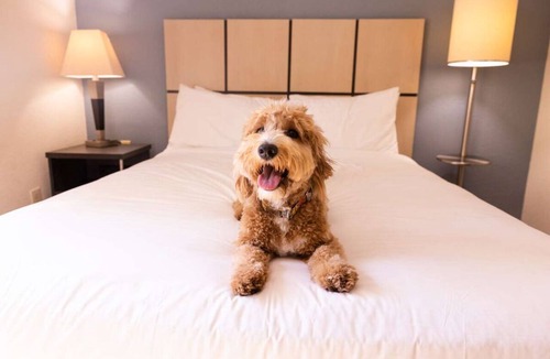 South Hills Hotel | Smart Queen Studio Suite | Full Kitchen, BBQ, 1.7 mi to The Mall at Robinson