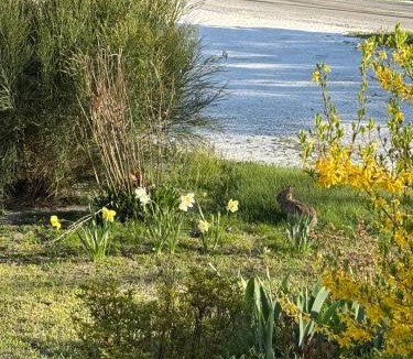 Wellfleet Hotel | The Copper Swan