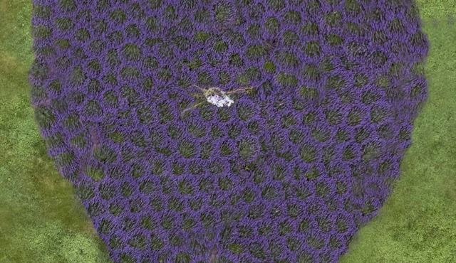 Faerie Cottage on a Lavender Farm in the Blue Ridge Mountains