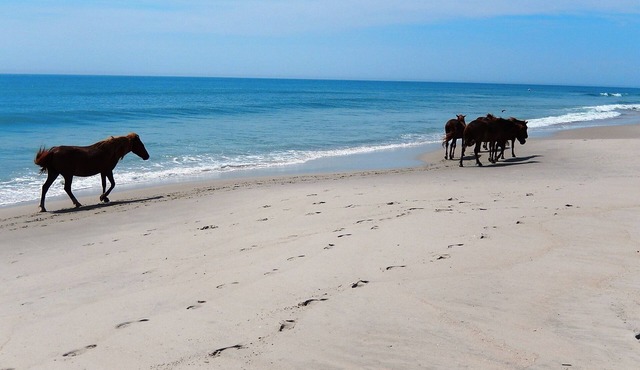 Home Near Bay Side-Assateague Pointe Lot 193