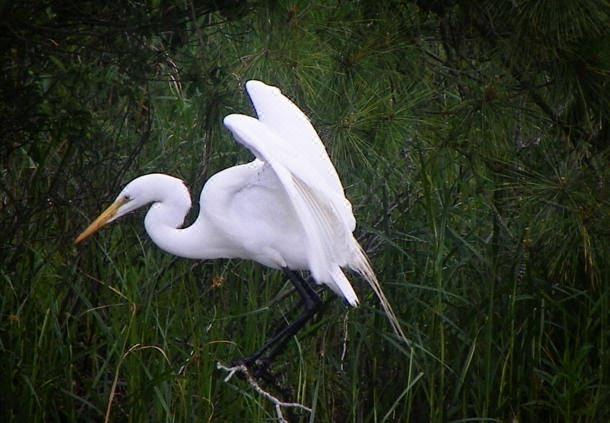 Photo of Others in Chincoteague