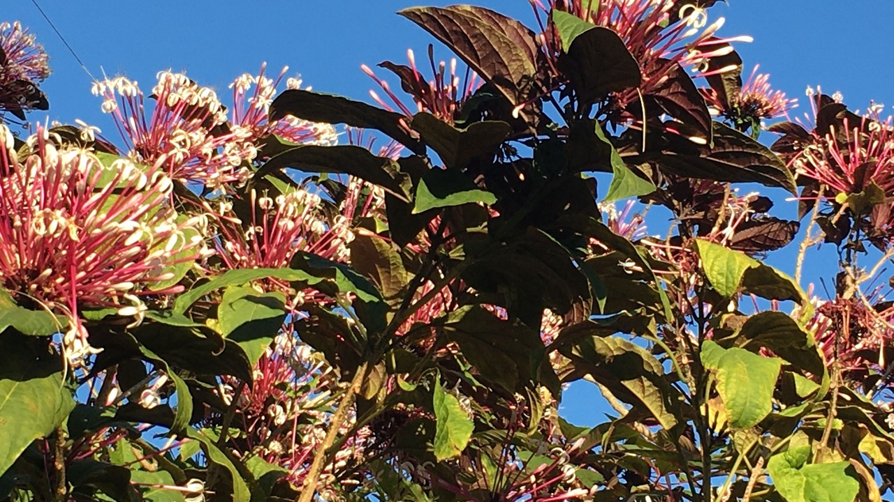 Photo of Outdoor in Miami Shores
