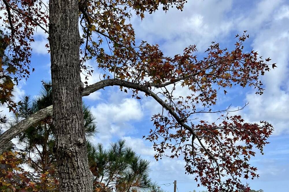 Photo of Outdoor in Piney Point