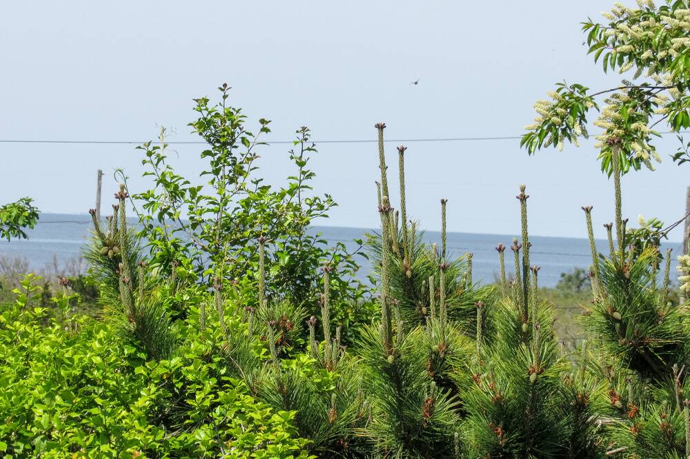 Photo of Others in North Cape May