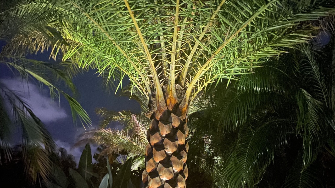 Photo of Outdoor in Coral Ridge Isles