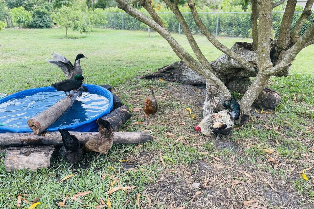 Photo of Outdoor in Davie