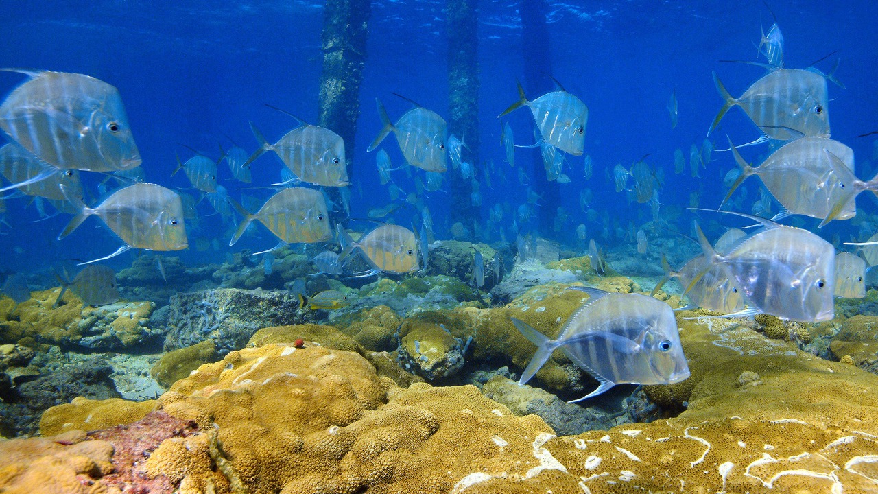 Photo of Others in Lauderdale-by-the-Sea