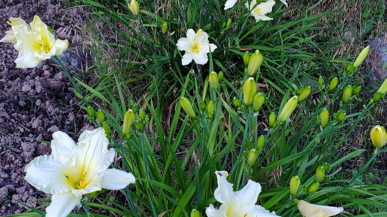Photo of Outdoor in Blue Grass