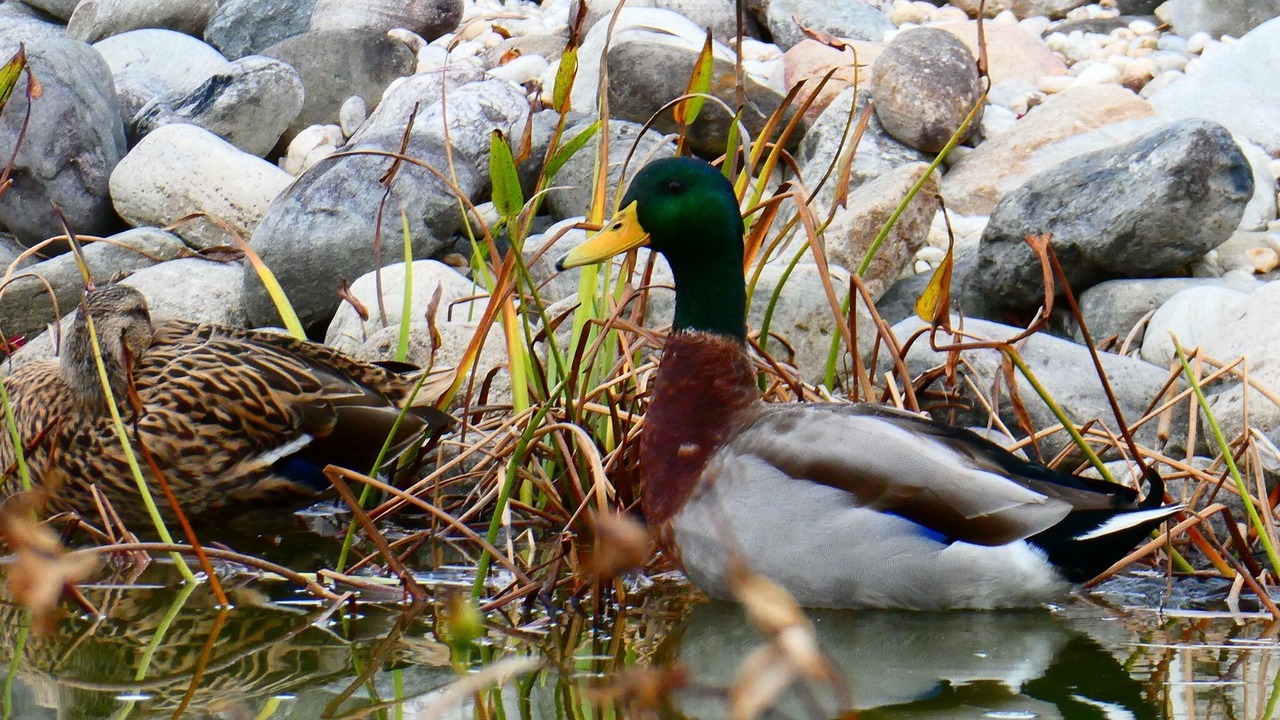 Photo of Outdoor in Millsboro