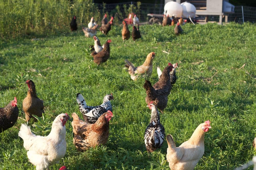 Photo of Others in Chatham