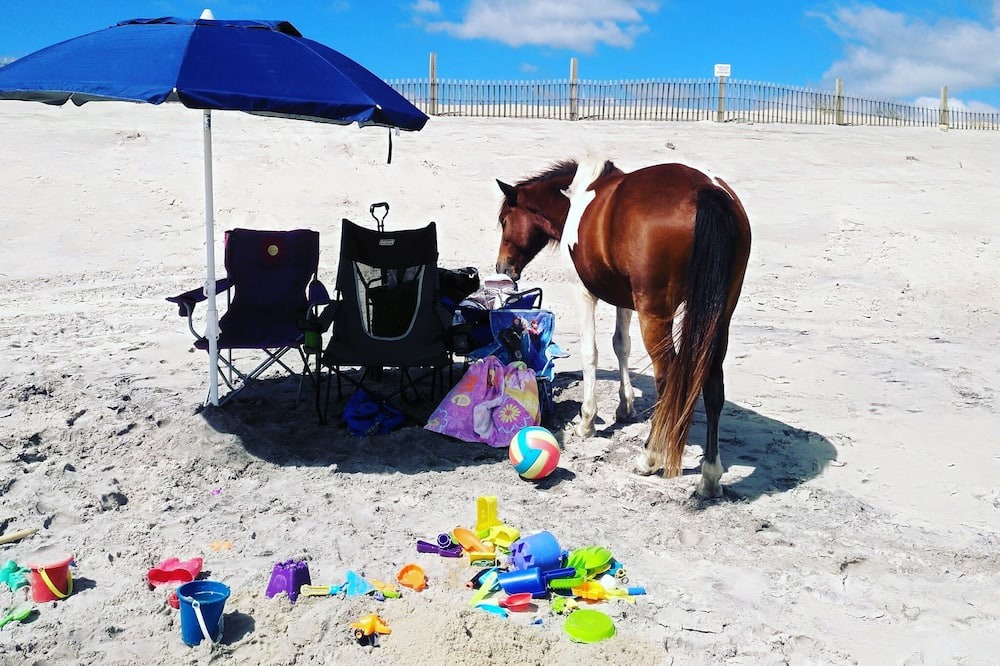 Photo of Others in Assateague Pointe
