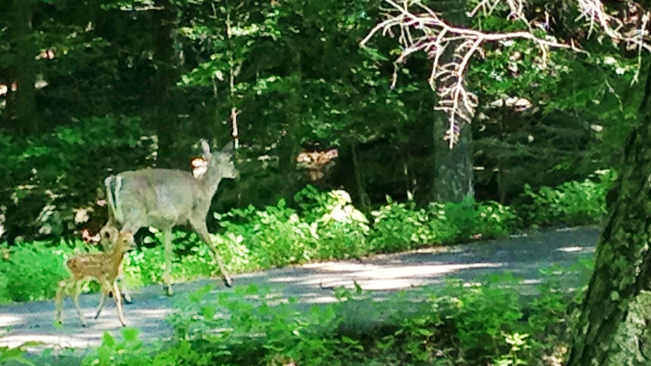 Photo of Outdoor in Bushkill