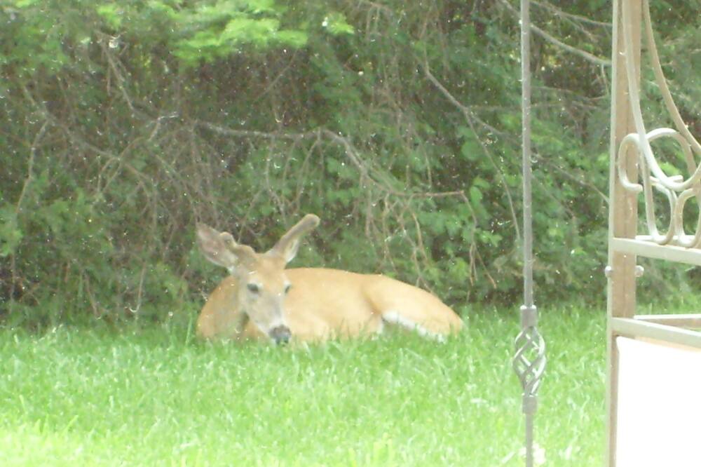 Photo of Others in Bigfork