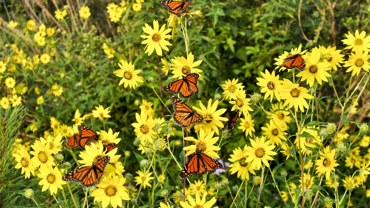 Photo of Others in Cape May Point