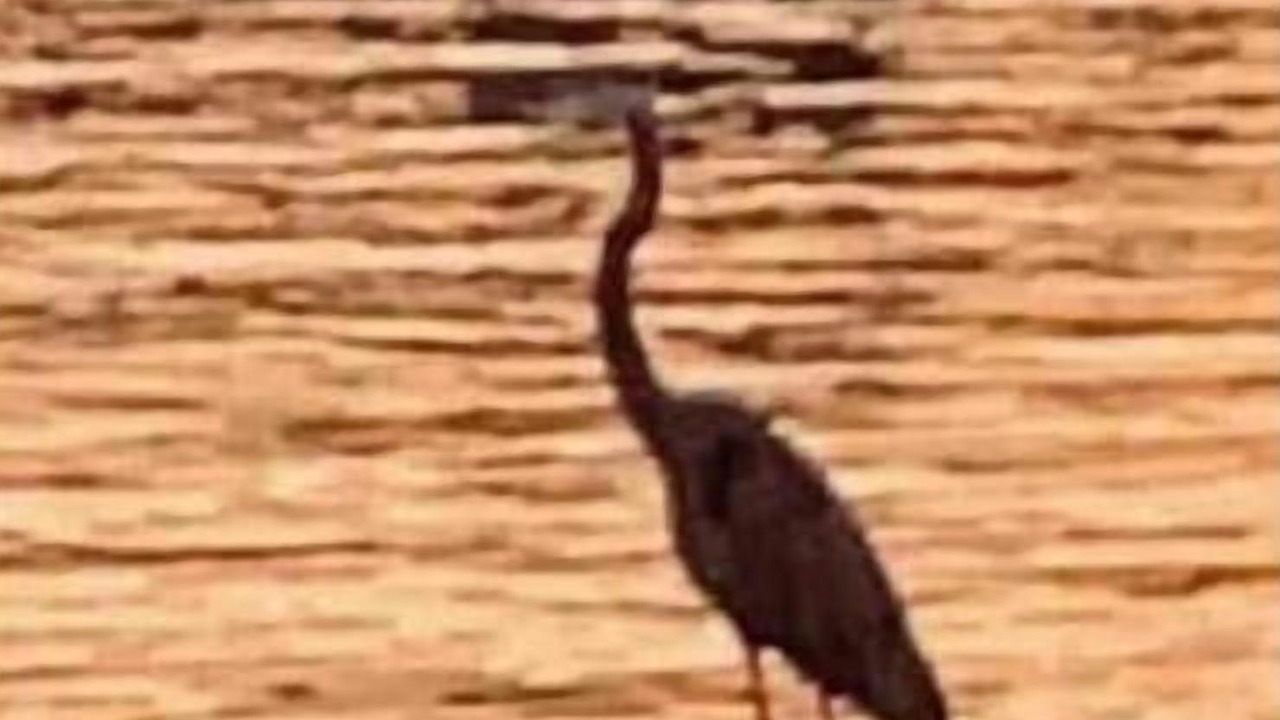 Photo of Others in Solomons