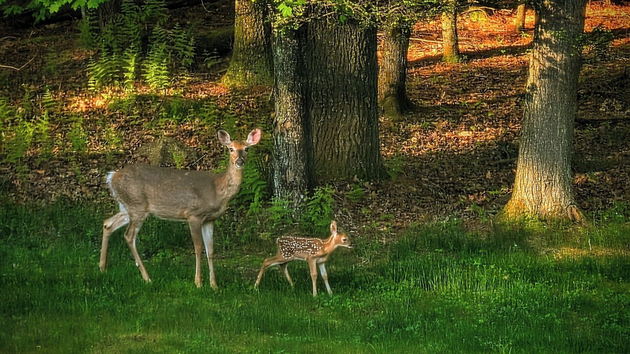 Photo of Outdoor in Kerhonkson