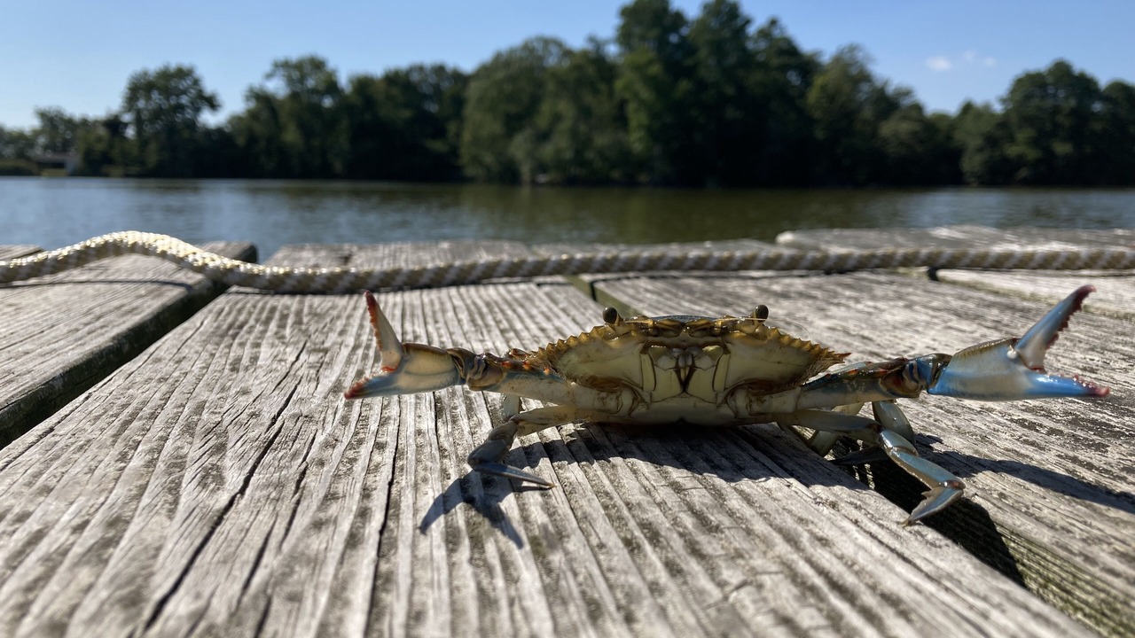 Photo of Others in Point Lookout