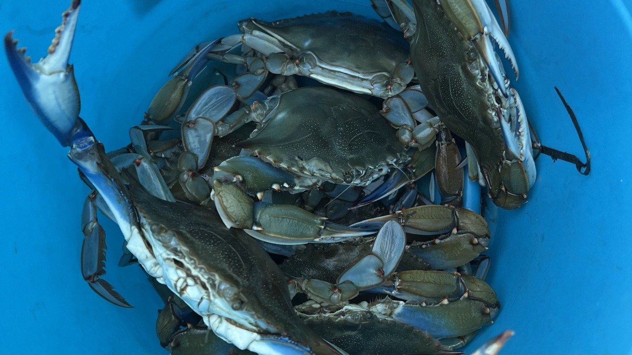 Photo of Others in Ocean Pines