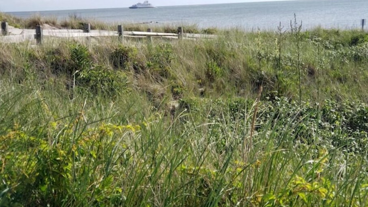 Photo of Others in North Cape May