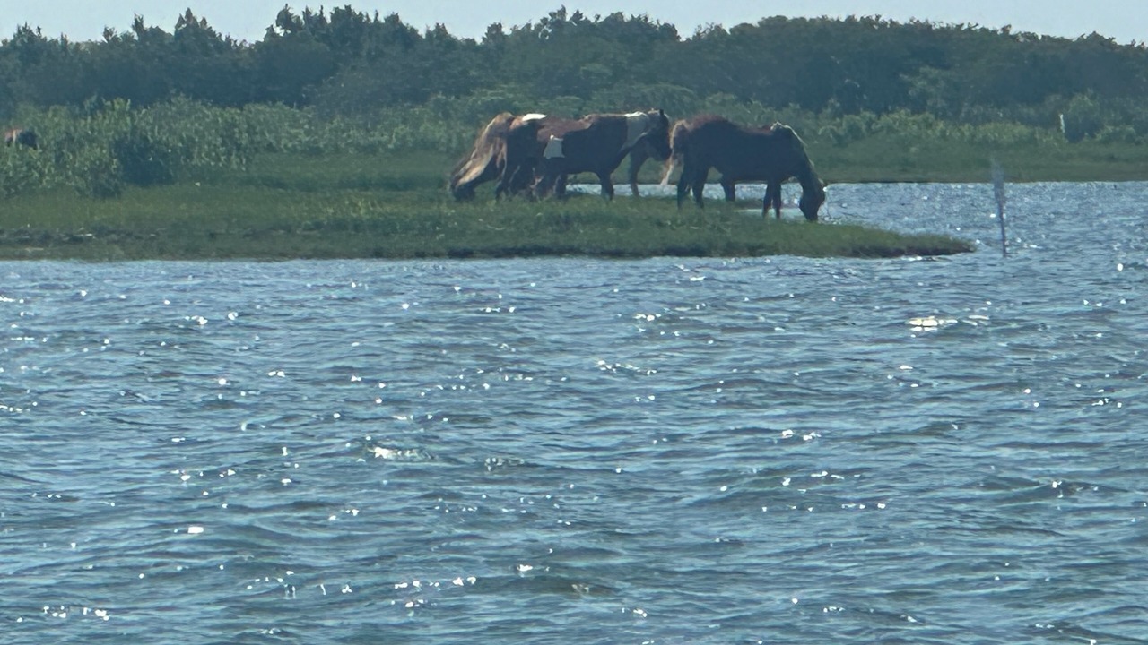 Photo of Others in North Ocean City