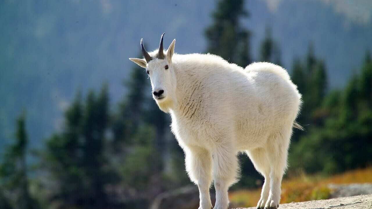Photo of Others in Kalispell