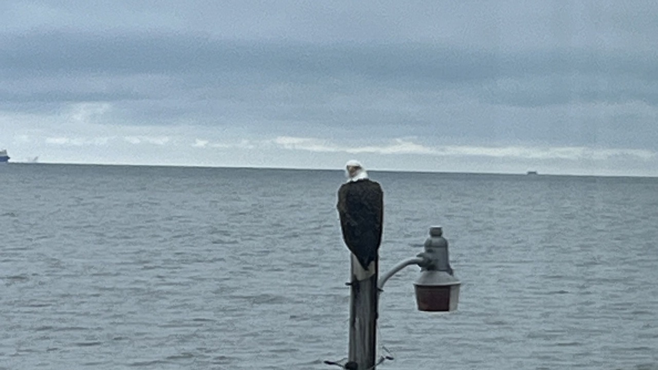 Photo of Others in Prime Hook Beach