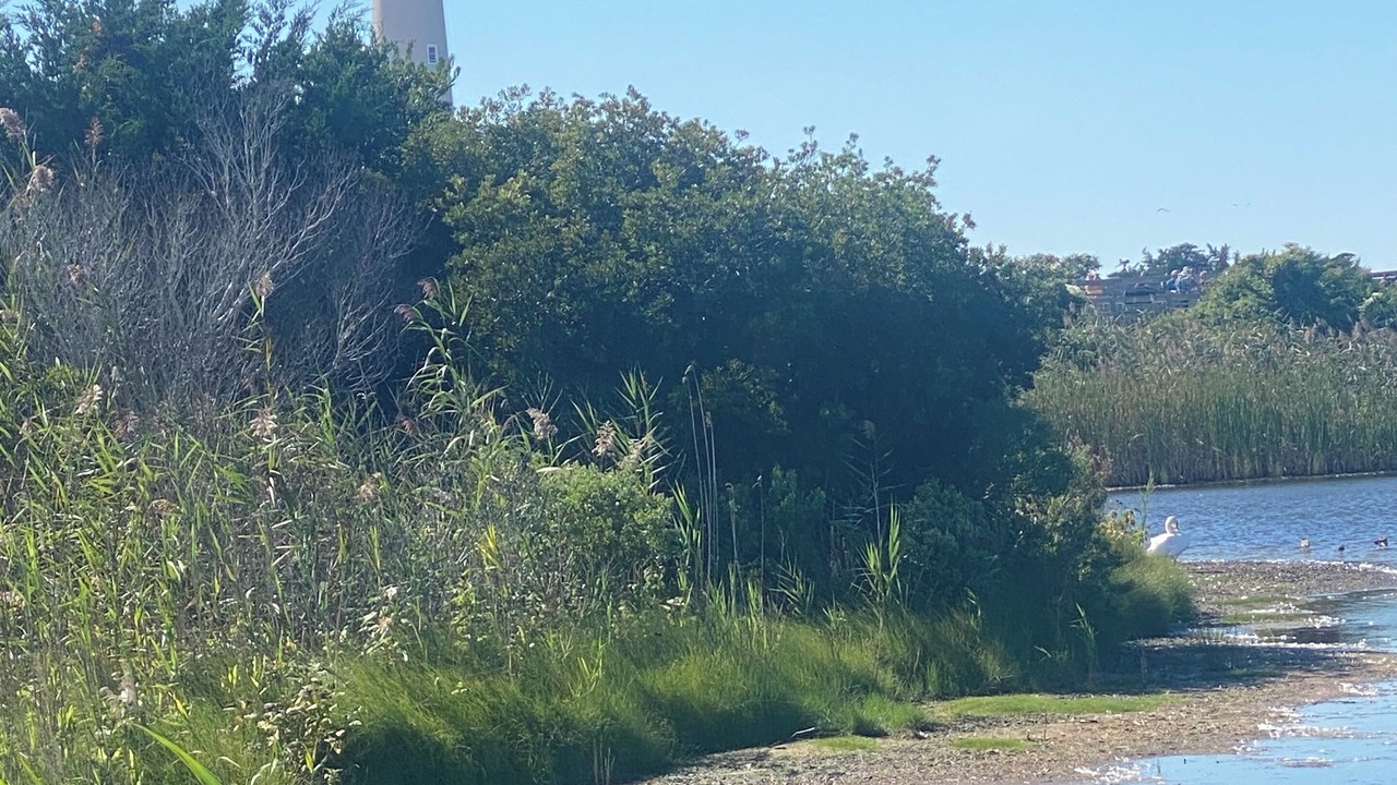 Photo of Others in Cape May Point