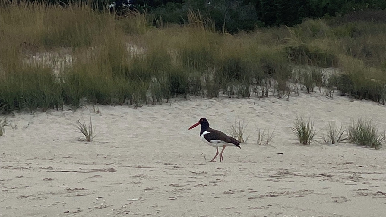 Photo of Others in Cape May Point