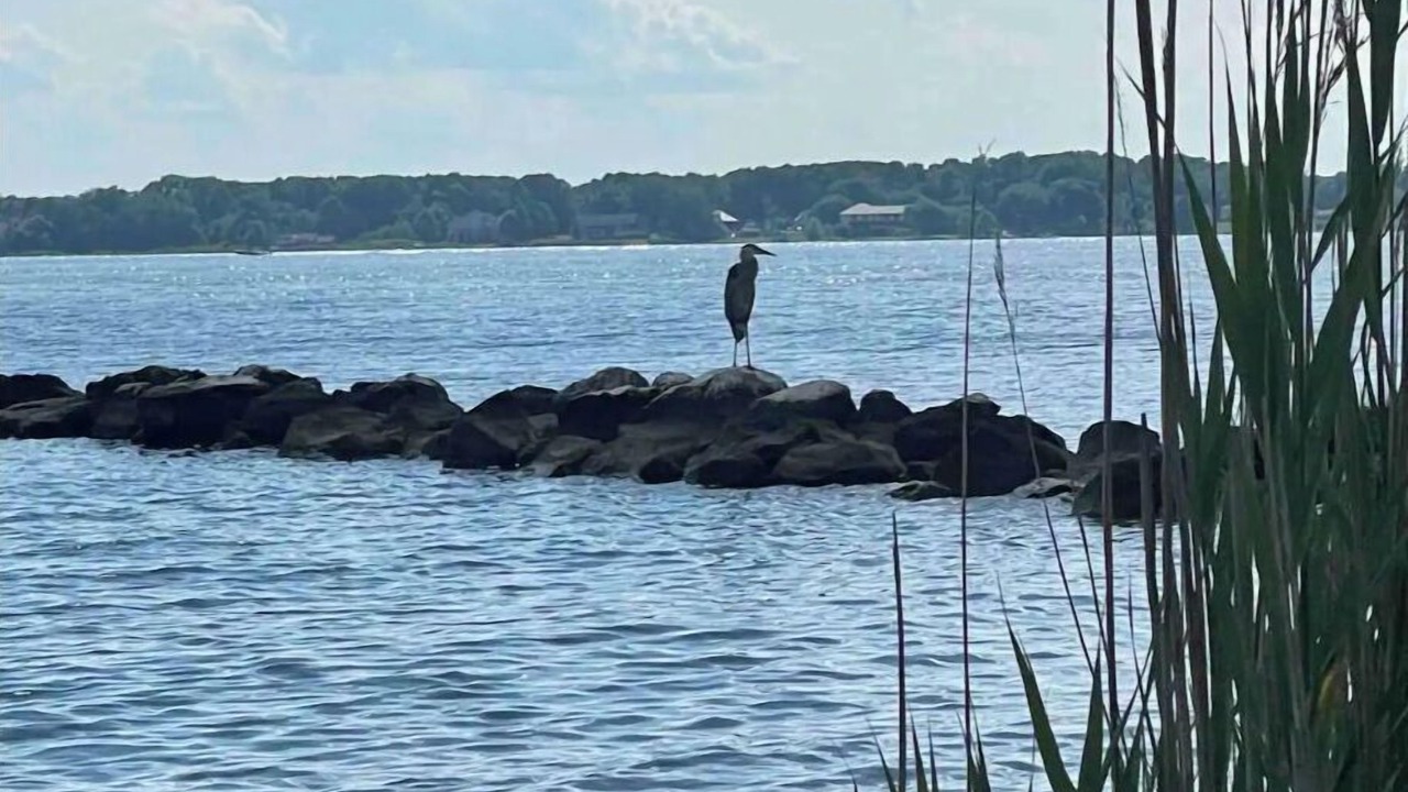 Photo of Others in Solomons