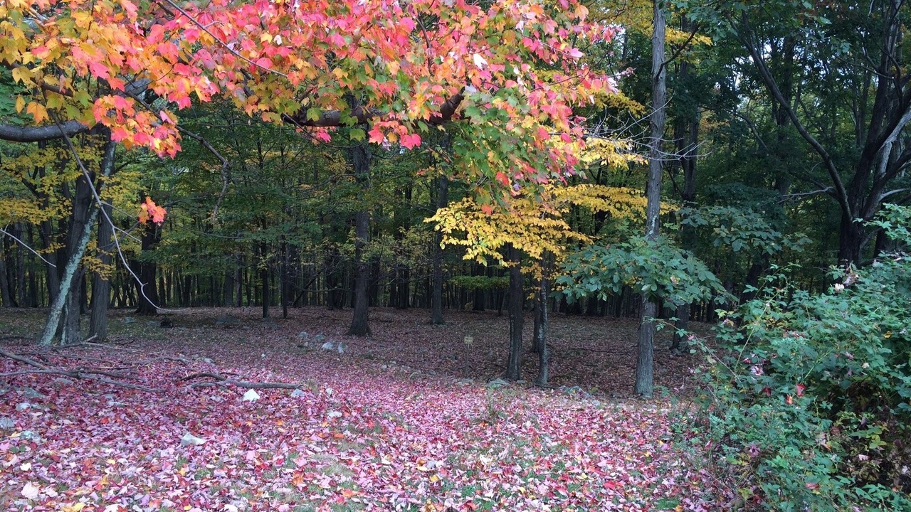 Photo of Outdoor in Blue Grass