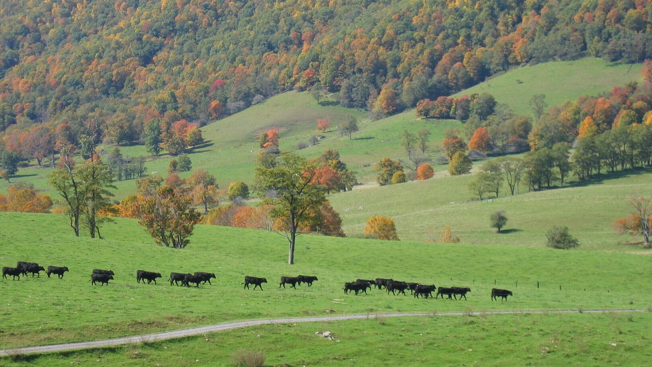Photo of Outdoor in Blue Grass