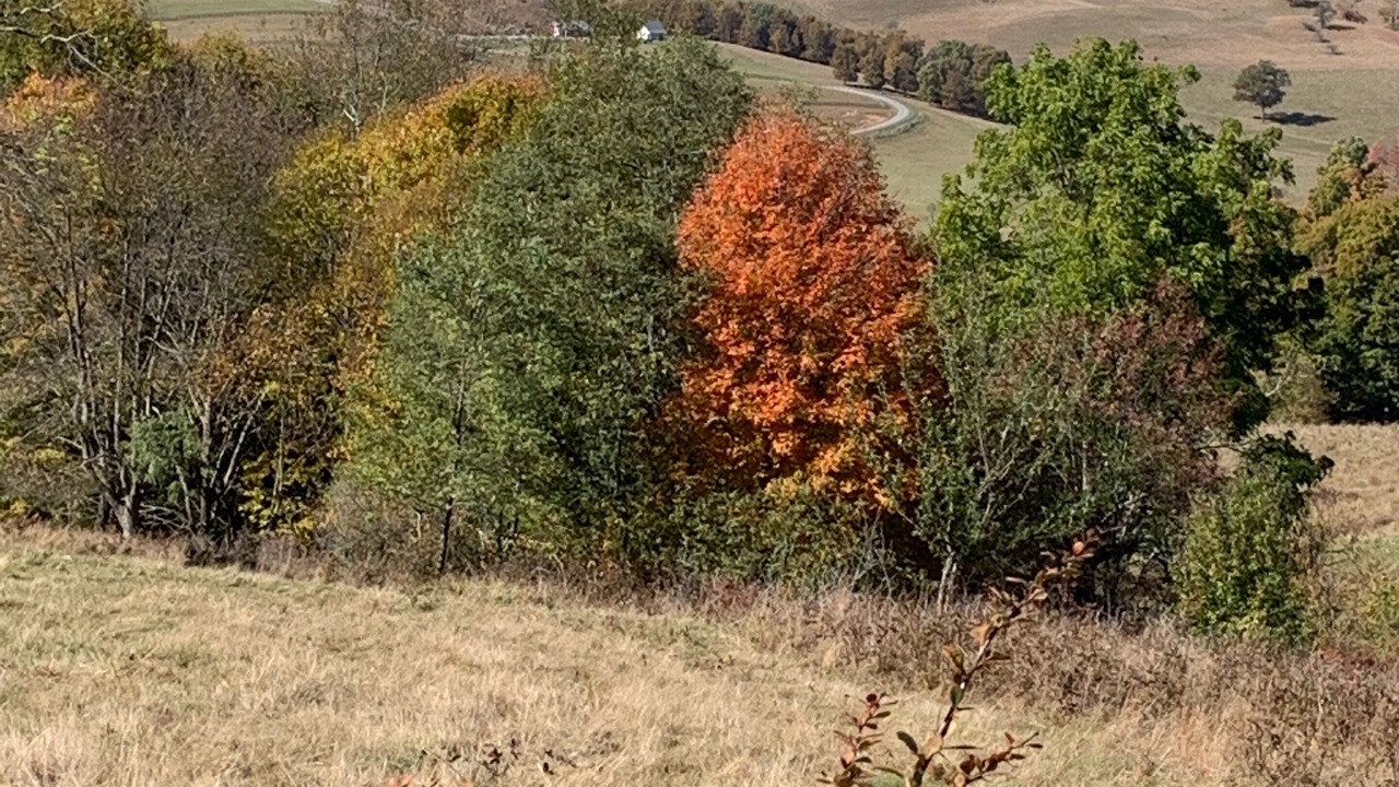 Photo of Outdoor in Blue Grass