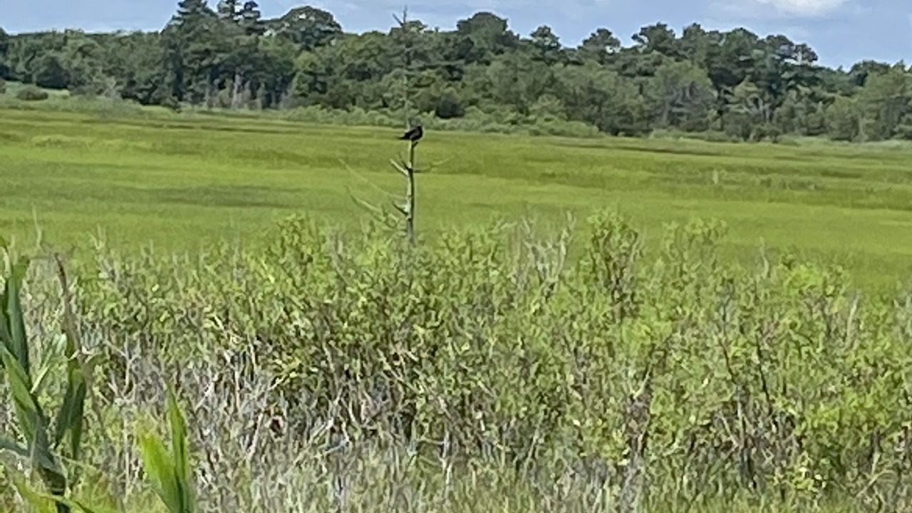 Photo of Others in Ocean View