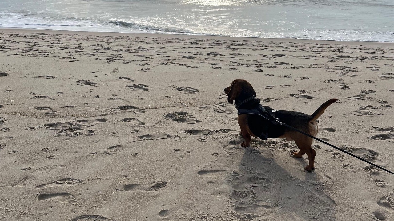 Photo of Others in South Rehoboth