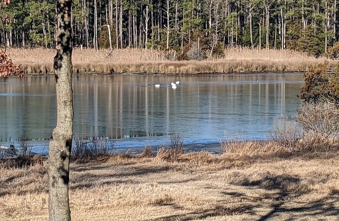 Photo of Others in Taylors Island