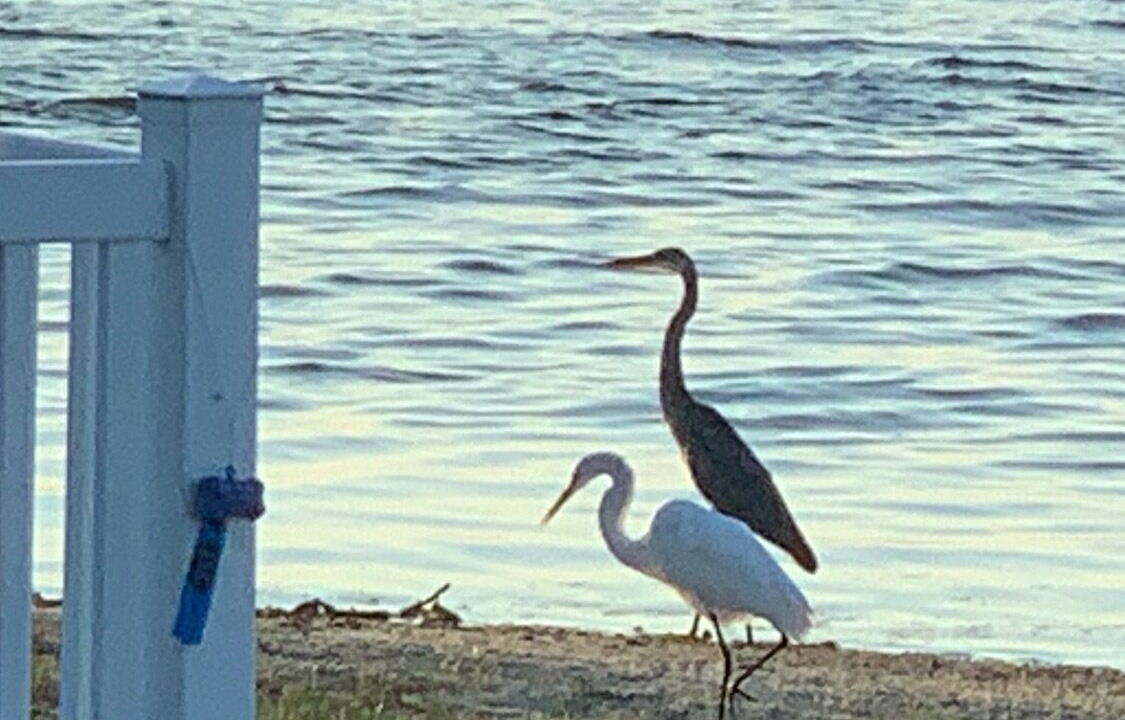 Photo of Outdoor in Beach Haven